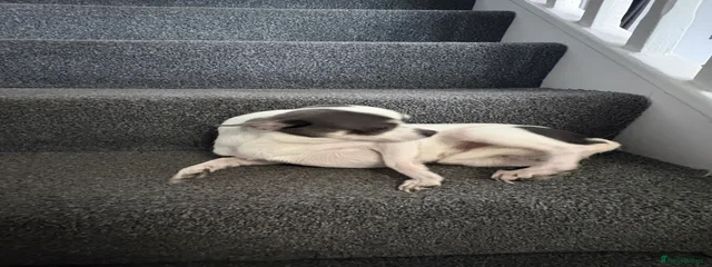 Loki