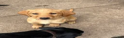 Labrador Retriever dogs for sale: Mixed litter black and blonde Labrador puppies  - Advert 16