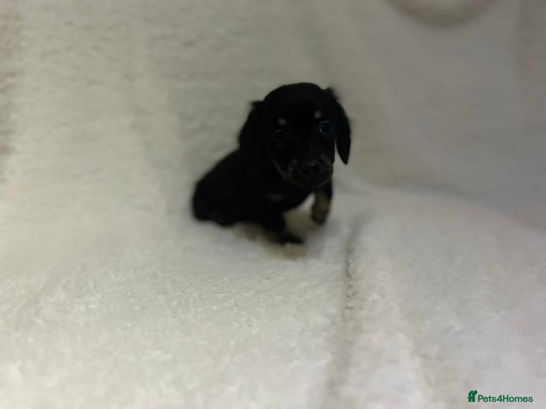 Miniature Dachshund dogs for sale: ****true to type mini dachshund *** - Advert 14