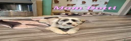 Tibetan Terrier dogs for sale: 7 Tibetan Terrier Puppies  - Advert 29