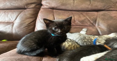 British Shorthair cats Gorgeous British Shorthair Kittens   - Advert 10