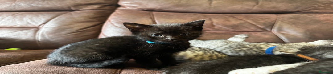 British Shorthair Kitten 5