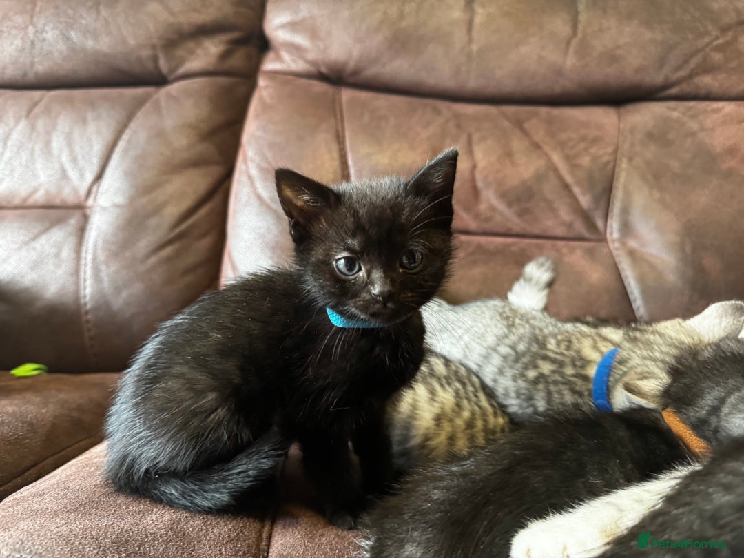 British Shorthair cats for sale: Gorgeous British Shorthair Kittens   - Image 4