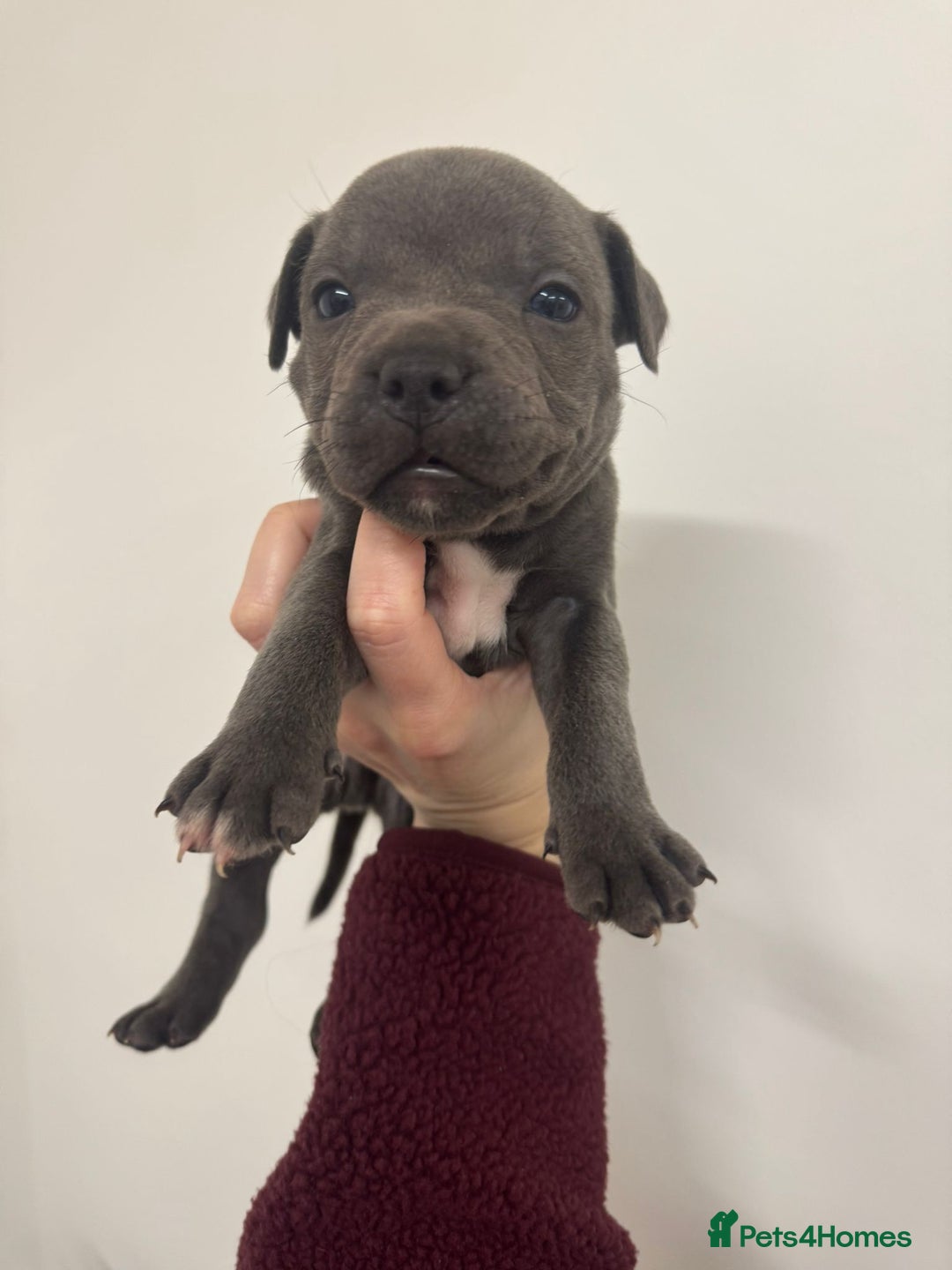 Staffordshire Bull Terrier dogs for sale:  KC Registered Staffordshire Bull Terrier Puppies - Advert 19