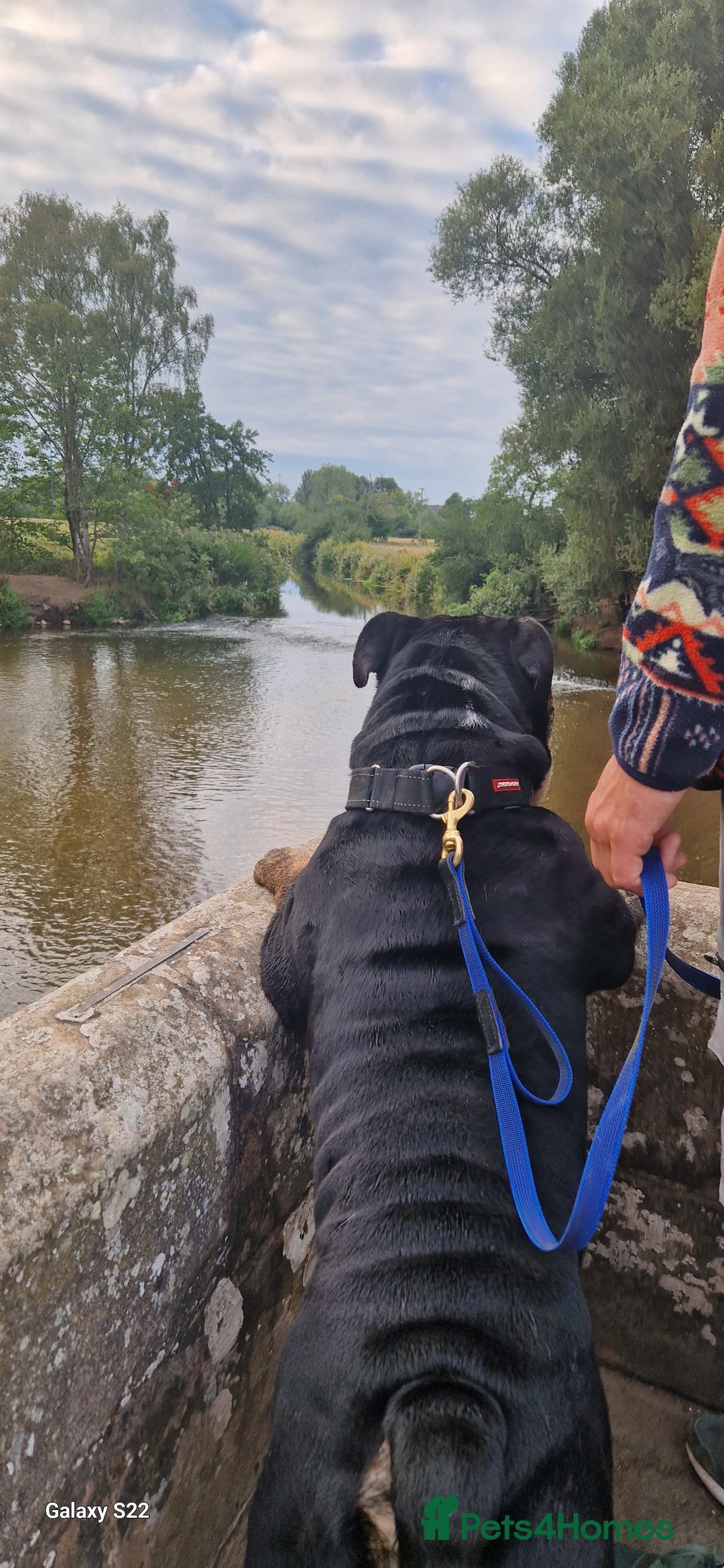 Olde English Bulldogge dogs for stud: Vinnie the olde english bulldogge - Advert 4