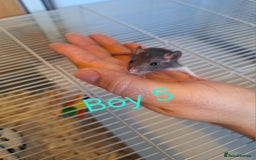 Rat rodents for sale: Baby fancy rats male and female available  - Image 5