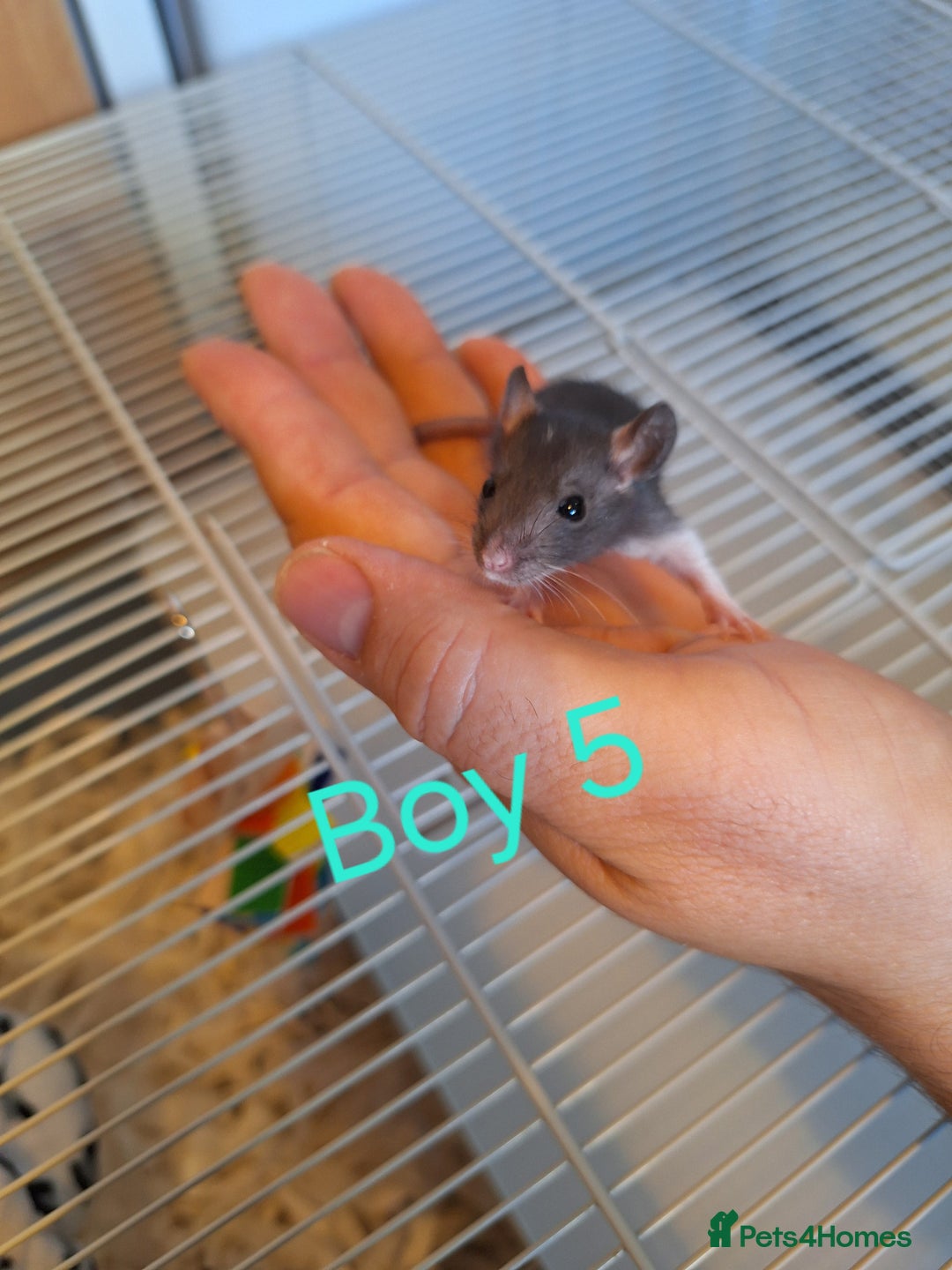 Rat rodents for sale: Baby fancy rats male and female available  - Image 5