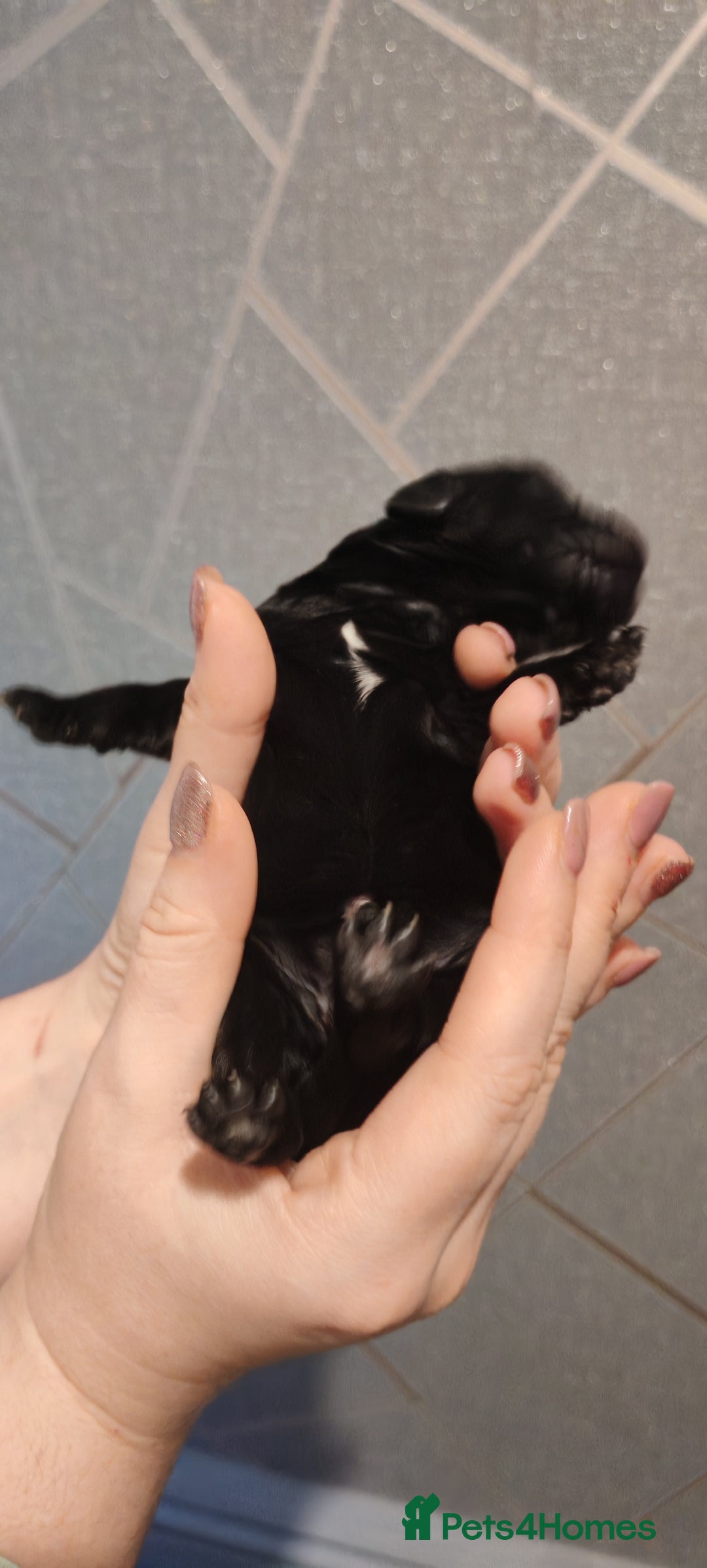 Sprocker dogs for sale: Beautiful sprocker puppies - Image 5