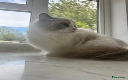 Ragdoll cats for sale: Beautiful Ragdolls Available. - Image 8