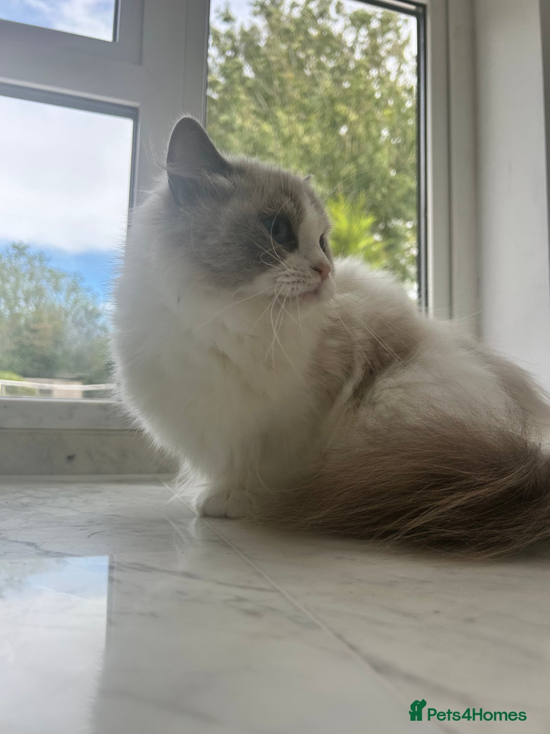 Ragdoll cats for sale: Beautiful Ragdolls Available. - Image 8