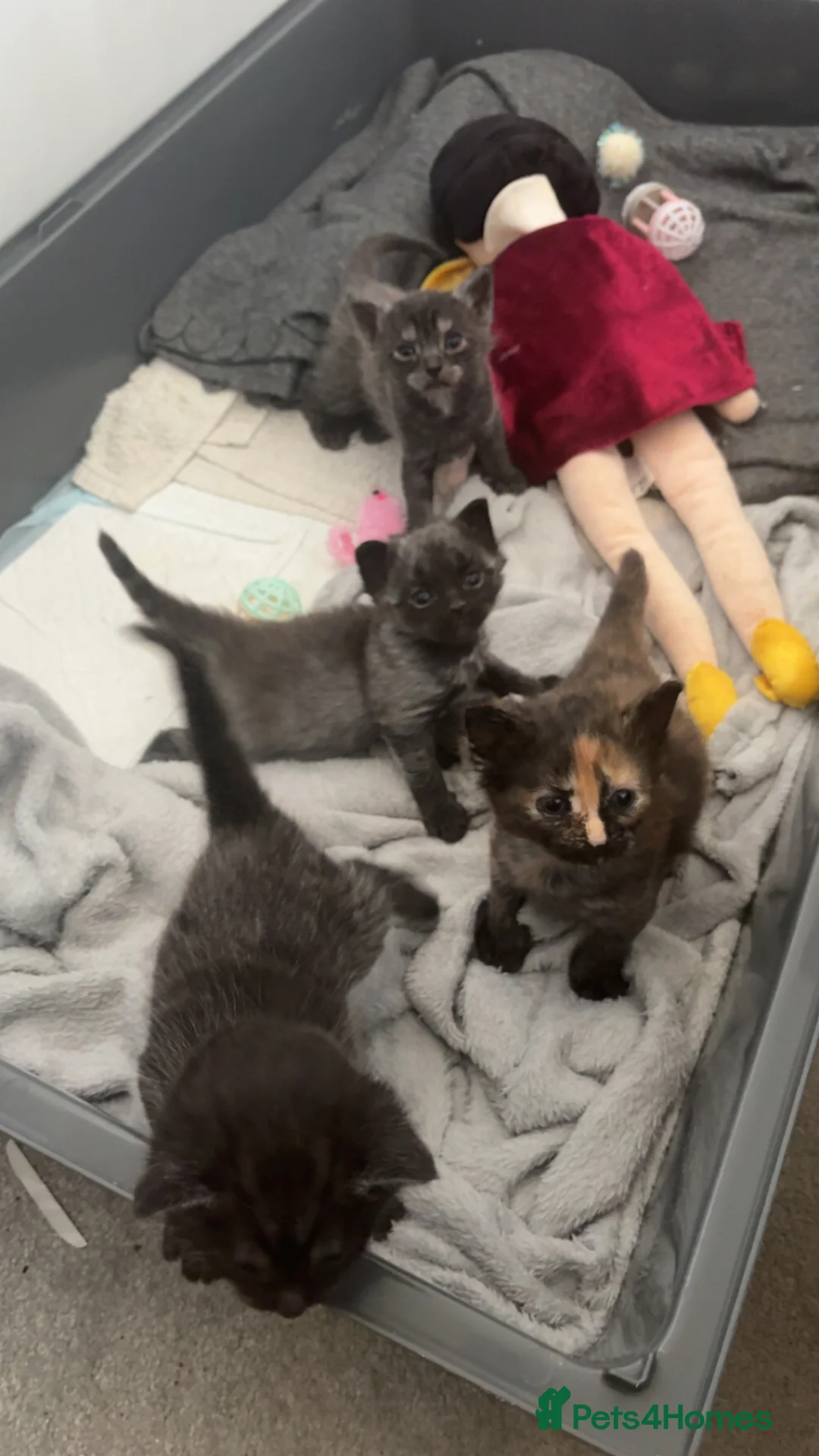 Mixed Breed cats for sale: British shorthair X 1/4 Maine coon in Cardiff - Advert 1