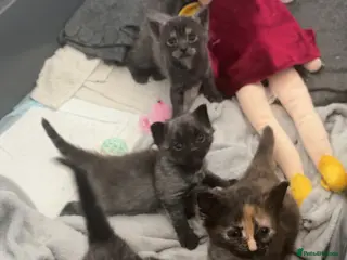 Mixed Breed cats British shorthair X 1/4 Maine coon - Advert 14