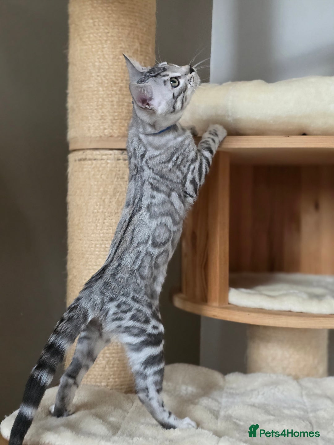 Bengal cats for sale: Gorgeous Silver and Charcoal Bengals  - Advert 15