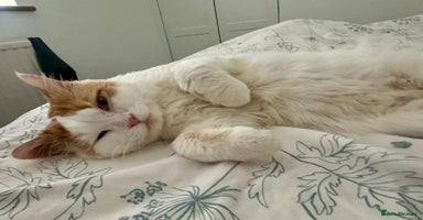 Mixed Breed cats - Advert 3