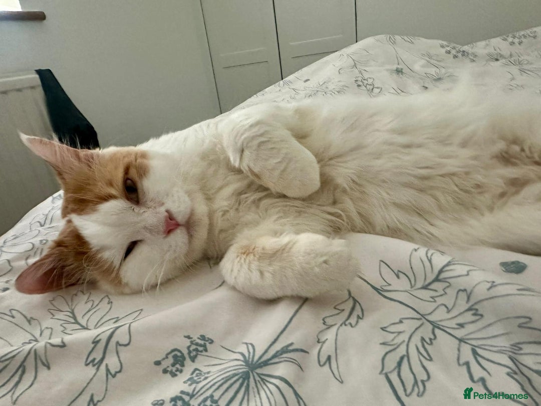 Mixed Breed cats for adoption: TEAPOT ! - THE MOST AFFECTIONATE BOY YOU CAN ADOPT - Image 3