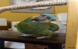 Parrots birds for sale: Jessie - Image 4