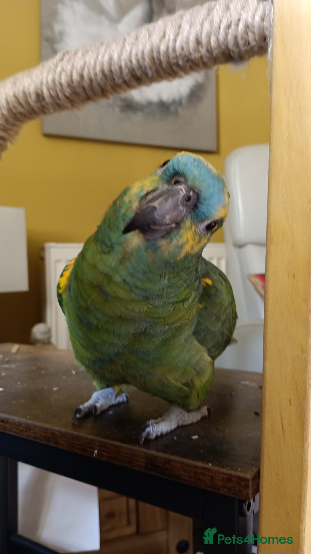 Parrots birds for sale: Jessie - Image 4