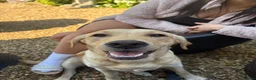 Labrador Retriever dogs for sale: Gorgeous Labrador Puppies – Ready Now 🐾 - Advert 4