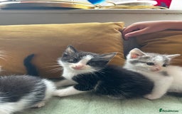 Mixed Breed cats for sale: Mixed breed longer haired  - Image 5
