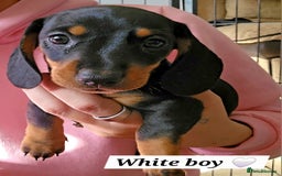 Miniature Dachshund dogs for sale:  Miniature Dachshunds ready to go Friday 19th Sept - Image 22