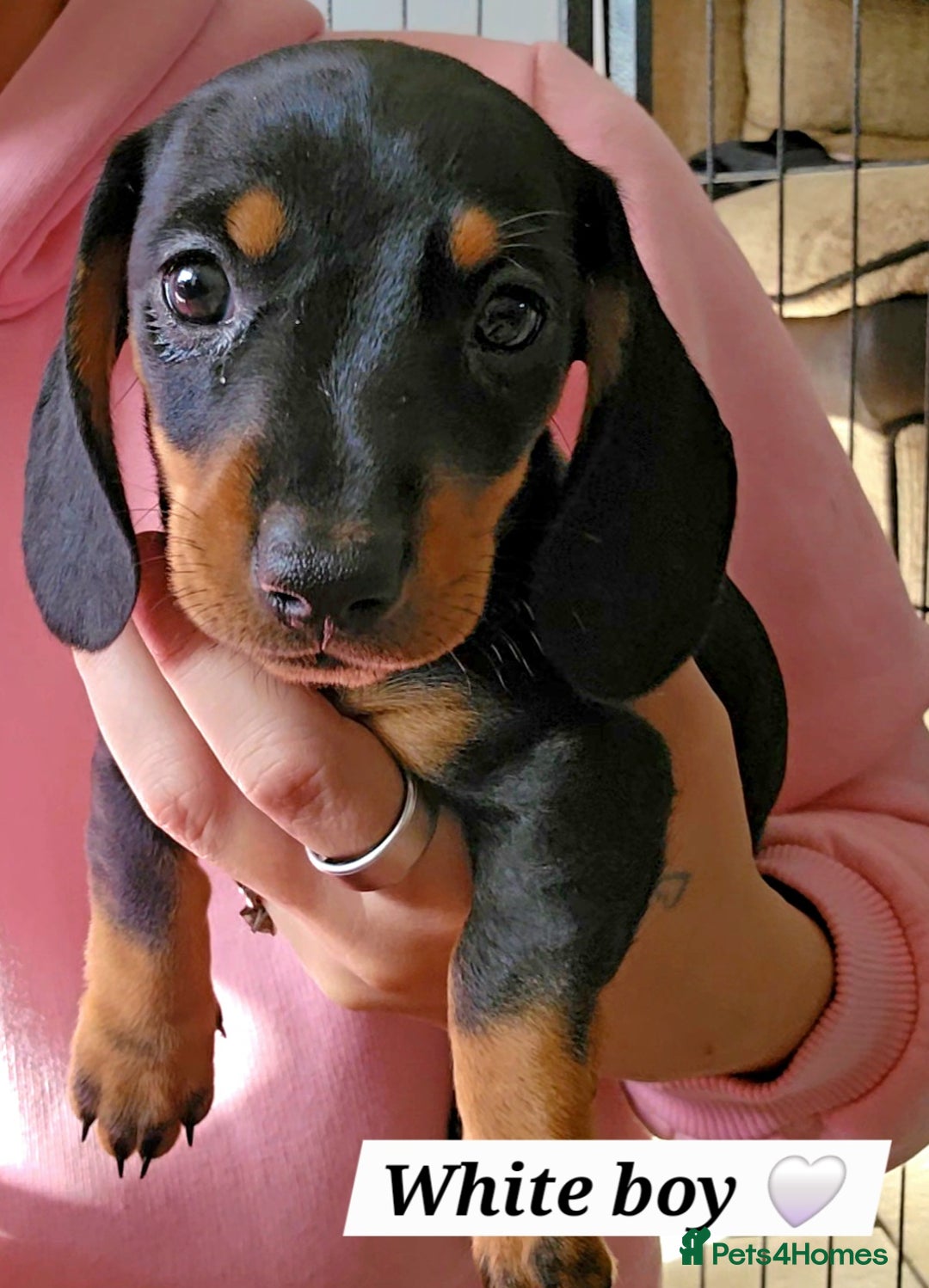 Miniature Dachshund dogs for sale:  Miniature Dachshunds ready to go Friday 19th Sept - Image 22
