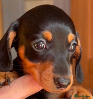 Miniature Dachshund dogs - Advert 7