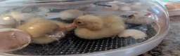 Ducks poultry for sale: Ducklings Hatching soon 15th October  - Advert 5