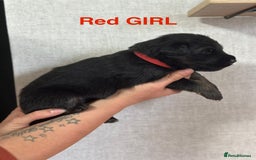 German Shepherd dogs for sale: German shepherd puppies  - Image 3