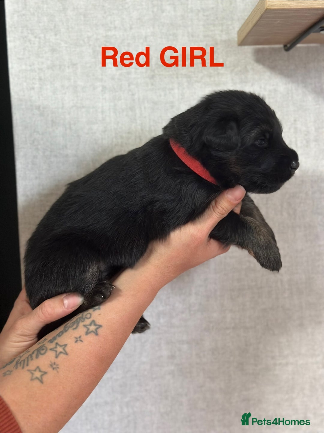 German Shepherd dogs for sale: German shepherd puppies  - Image 3