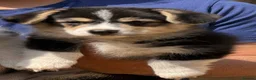Welsh Corgi Pembroke dogs for sale: Quality Corgi pups waiting lovely homes - Advert 22