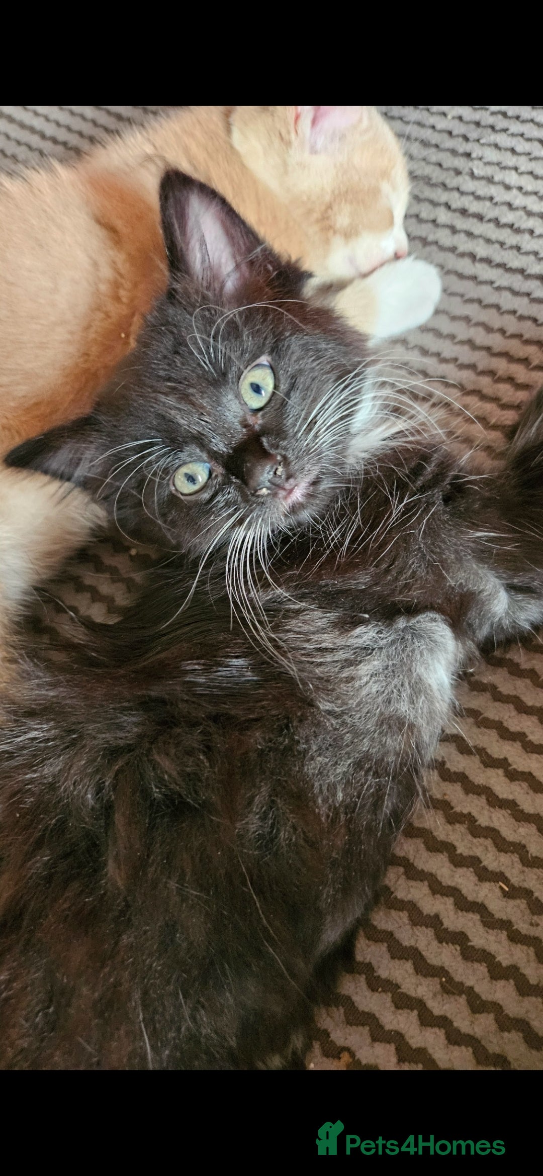 Mixed Breed cats Beautiful kittens looking for there forever homes  - Advert 2