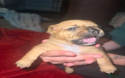 French Bulldog dogs for sale: Frenchie puppies looking for their forever home - Image 10