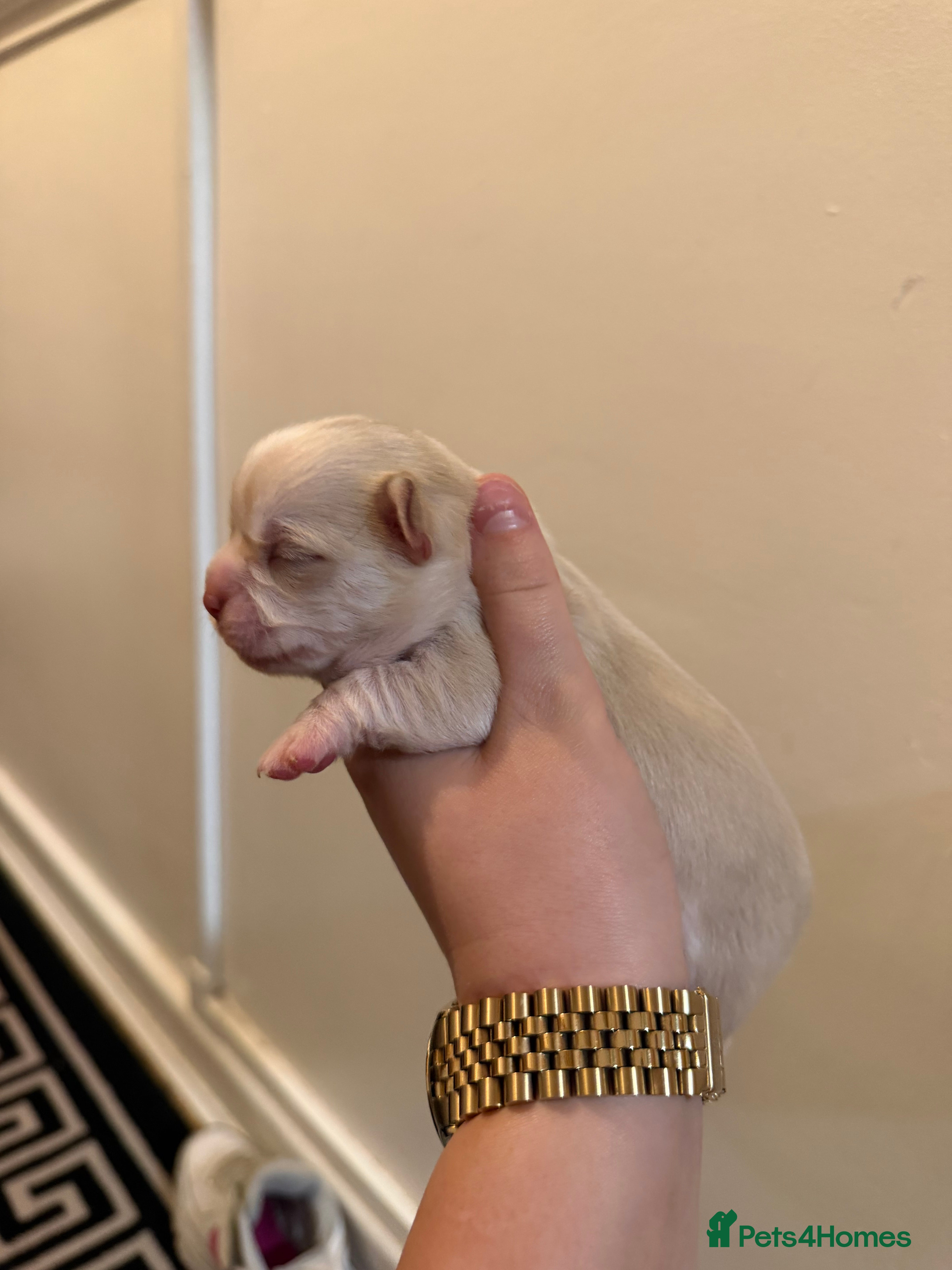 Chihuahua dogs 🌺Chihuahua puppies 🌺 - Advert 2