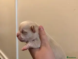 Chihuahua dogs 🌺Chihuahua puppies 🌺 - Advert 2