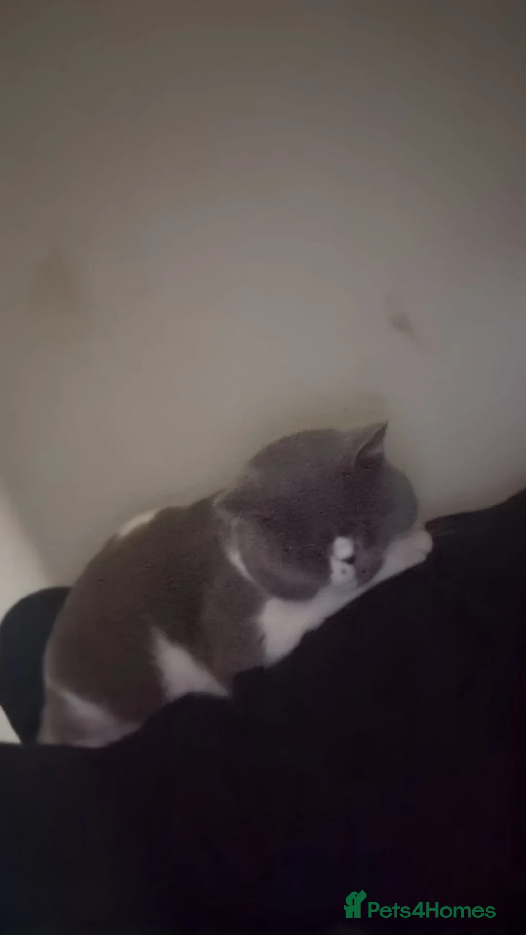 British Shorthair cats for sale: In tacked male  in Wolverhampton - Advert 2