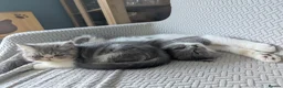 British Shorthair cats for sale: Meet Tom – The Bulk, The Legend, The Ex-Furby! 🐾 - Advert 4