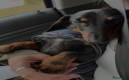 Miniature Dachshund dogs for sale: True miniature dauchshund for rehoming   - Advert 4