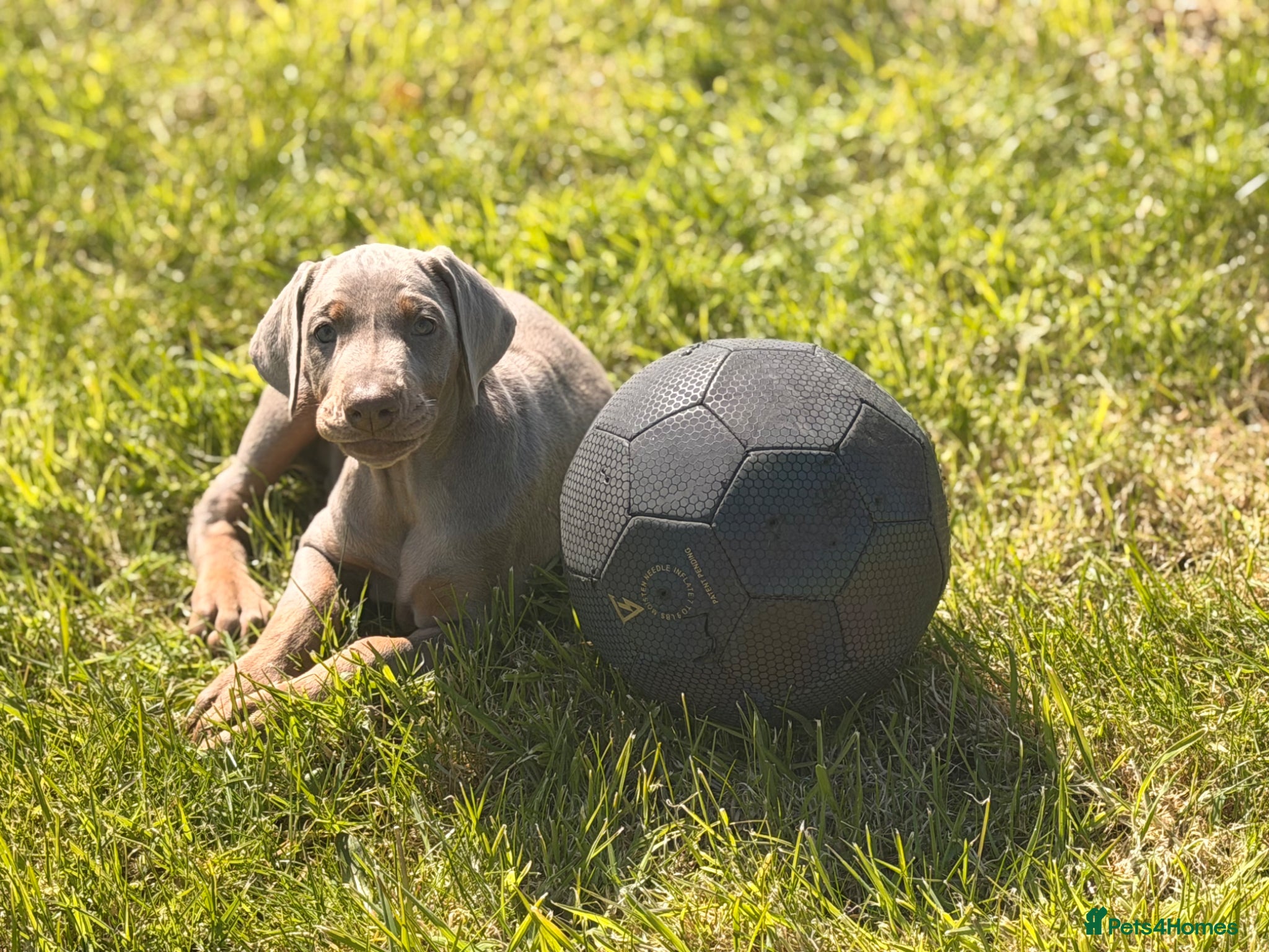 Dobermann dogs Doberman champion lines and health tested  - Advert 6