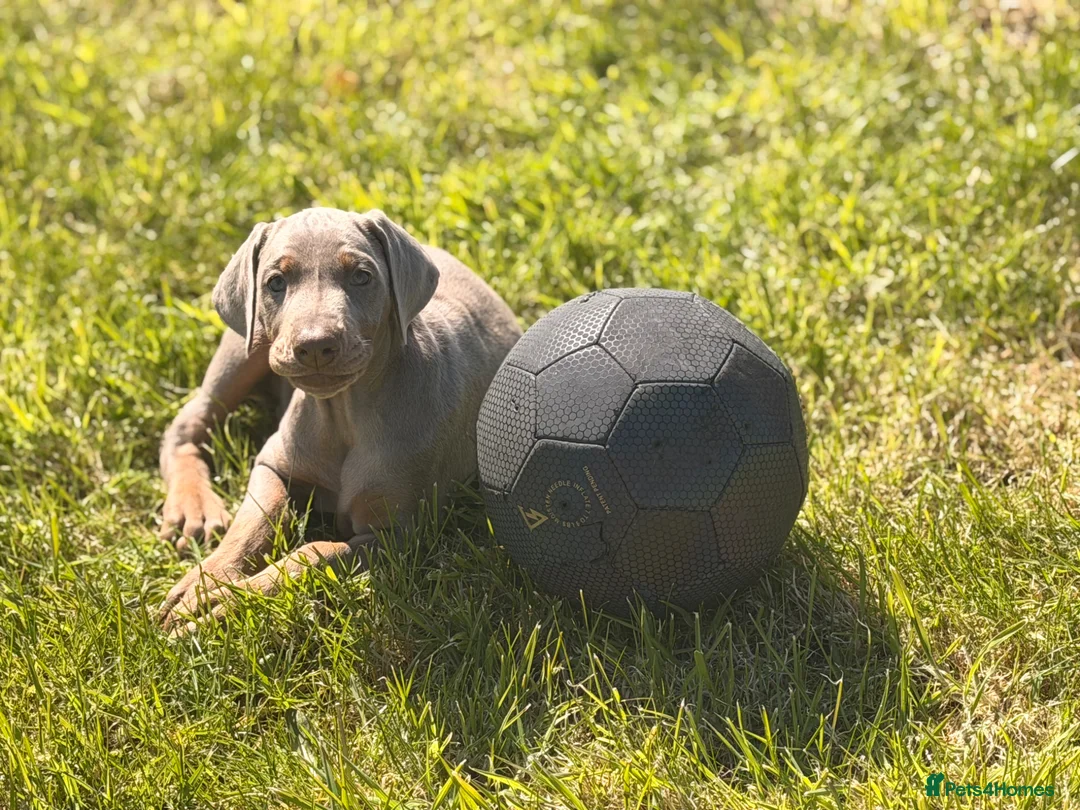 Dobermann dogs for sale: Doberman kennel club registered  - Advert 1