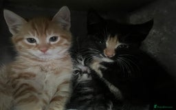 Mixed Breed cats for sale: Kittens for sale  - Image 8