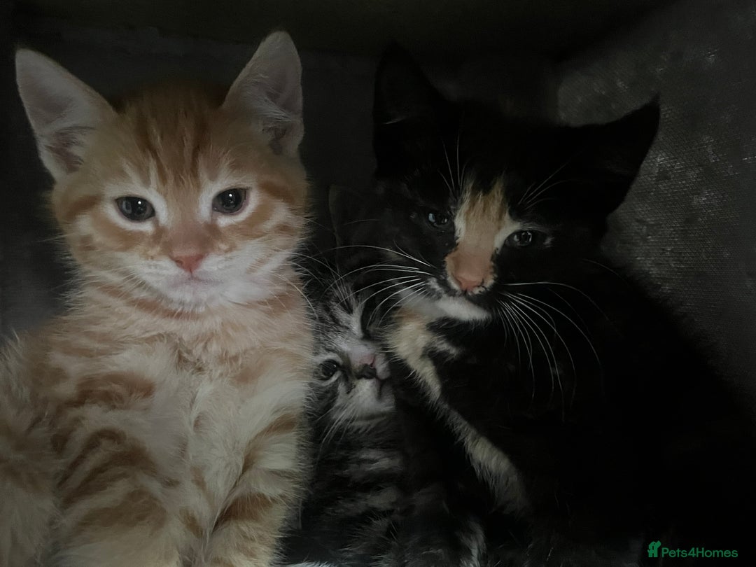 Mixed Breed cats for sale: Kittens for sale  - Image 8