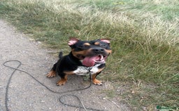 Staffordshire Bull Terrier dogs for sale: Urgent home needed  - Image 6