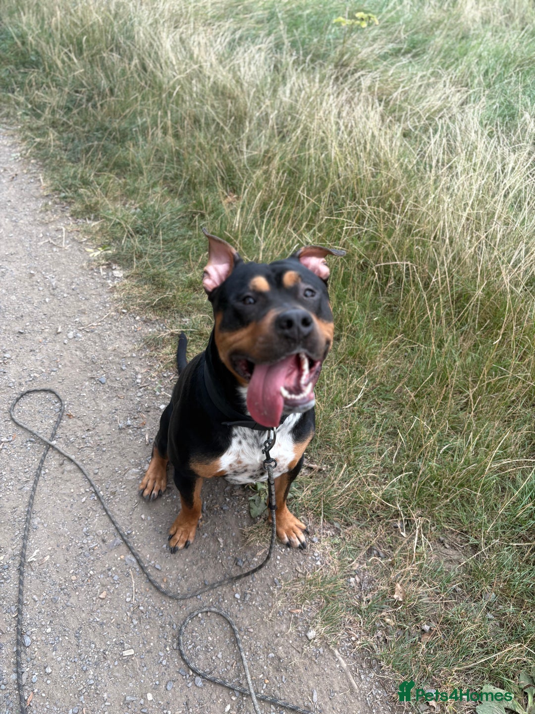 Staffordshire Bull Terrier dogs for sale: Urgent home needed  - Image 6