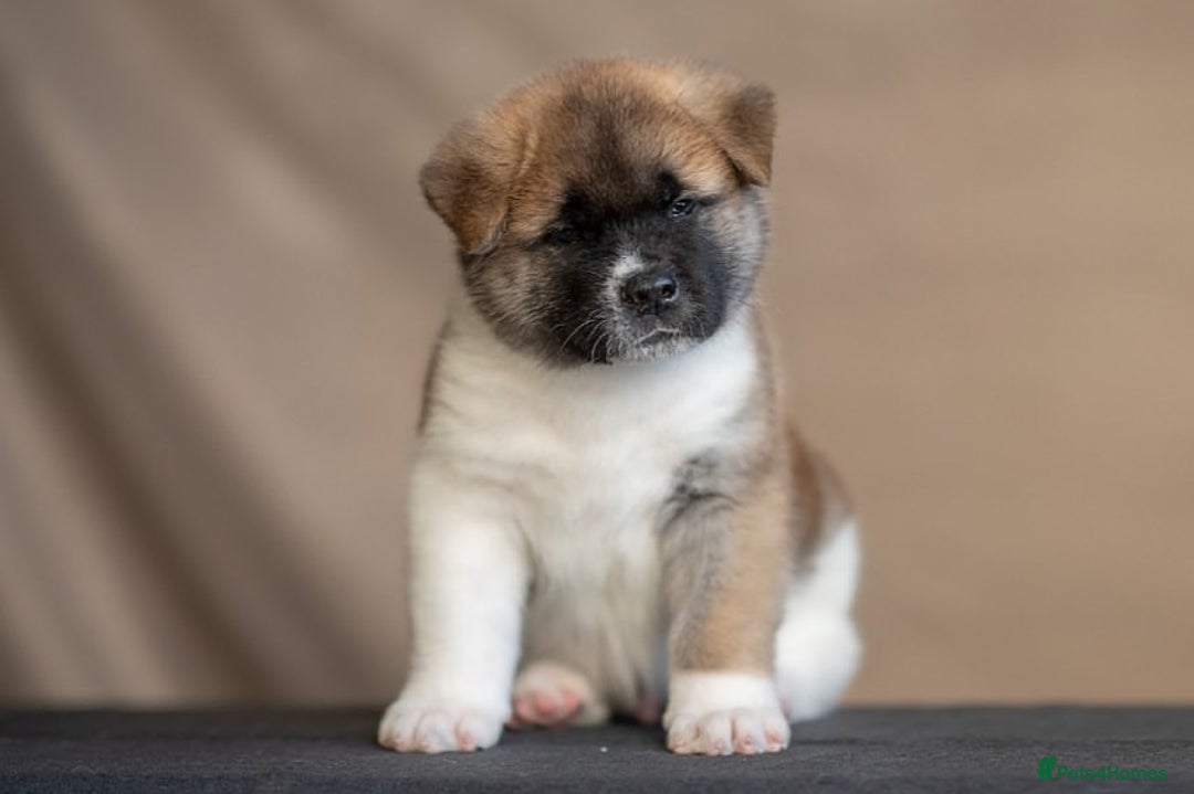 Akita dogs for sale: Akita puppies for sale  - Image 3