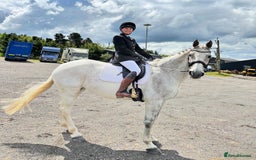 English Warmblood horses for sale: 16hh Schoolmistress  - Image 1