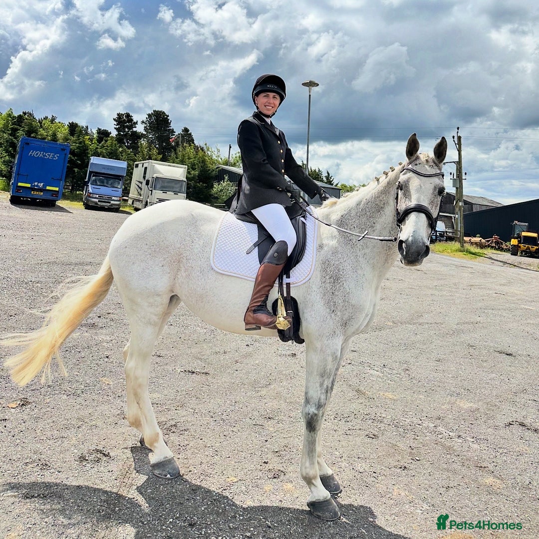 English Warmblood horses for sale: 16hh Schoolmistress  - Image 1