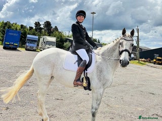 English Warmblood horses - Advert 25