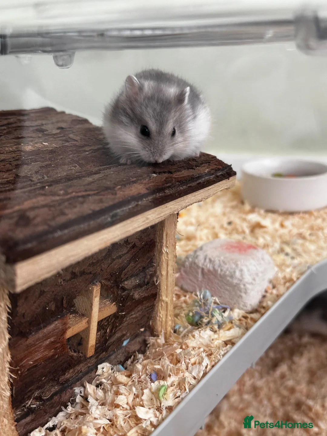 Hamster rodents for sale: Russian Dwarf Hamsters for Sale in Wallasey - Advert 4