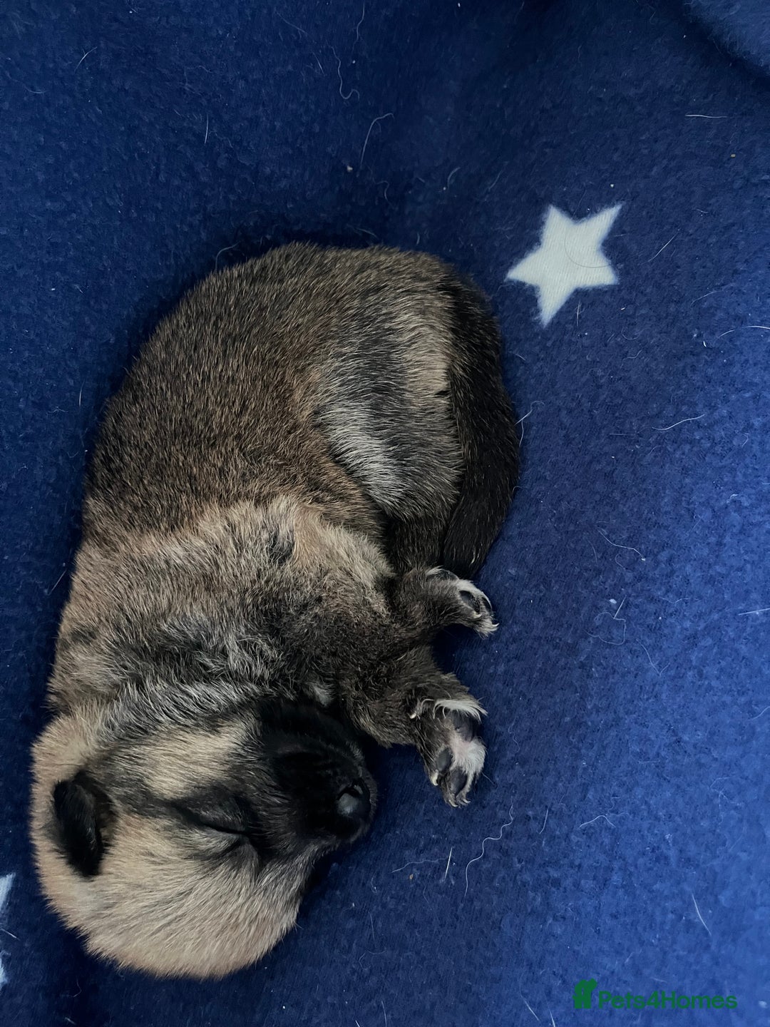 Mixed Breed dogs for sale: belgian malinois mix cross German shepherd  - Advert 4