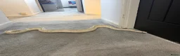 Python Snake reptiles for sale: Make royal python  in Newcastle upon Tyne - Advert 9